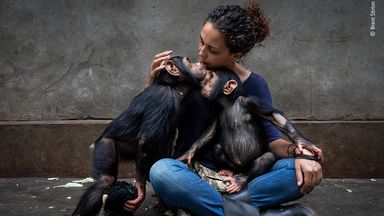 Itsazo Velez, the director at the Lwiro Chimpanzee rescue and sanctuary centre in the Democratic Republic of the Congo, introduces two new rescued baby chimps into the juvenile enclosure in Brent Stirton's image, The Healing Touch. Pic: Brent Stirton/ Wildlife Photographer Of The Year
